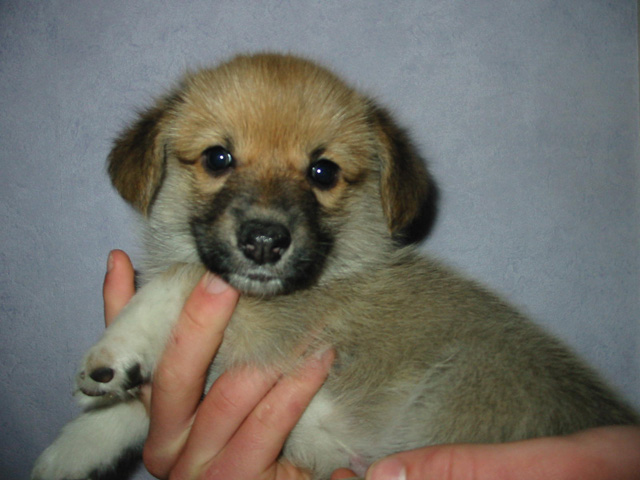 PUP
